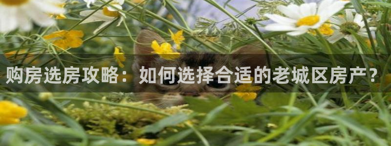 天狮娱乐负责人是：购房选房攻略：如何选择合适的老城区房产？