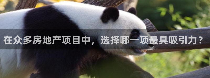 天狮娱乐主管：在众多房地产项目中，选择哪一项最具吸引力？