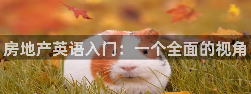 天狮娱乐强哥：房地产英语入门：一个全面的视角